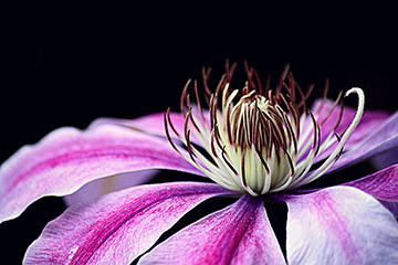 Pflanze_6_Clematis_1906x1257mm