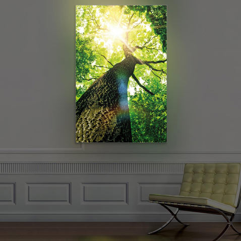 LED lighted picture
treetop in the forest